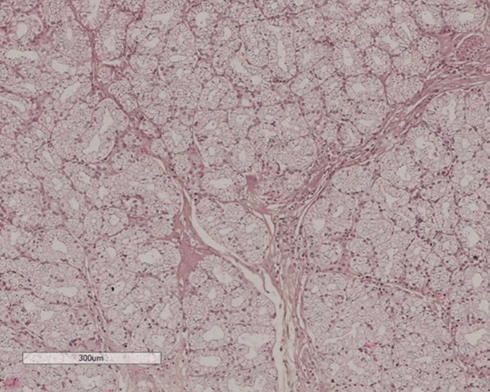 Onyishi et al SLJM 2026